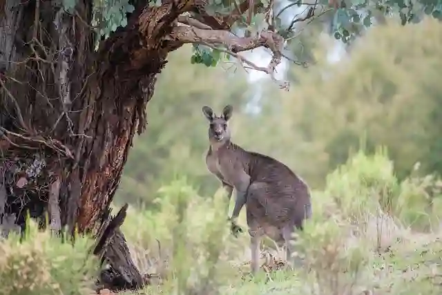 5 endroits en Australie pour observer facilement des kangourous 